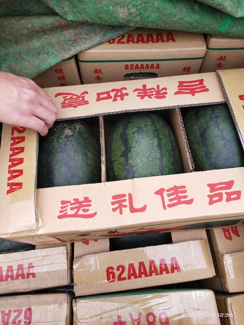 越南黑美人西瓜，产地直供，果子新鲜甜度高，果面光滑。