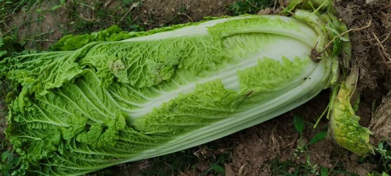 火烔菜白菜地址玉林市博白县