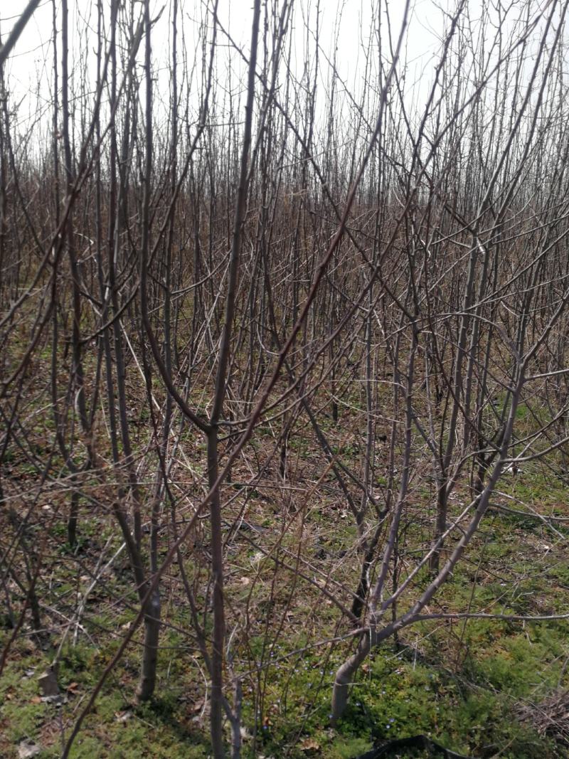 苹果树低价处理苗圃现挖现发各种规格需要老板及时联系