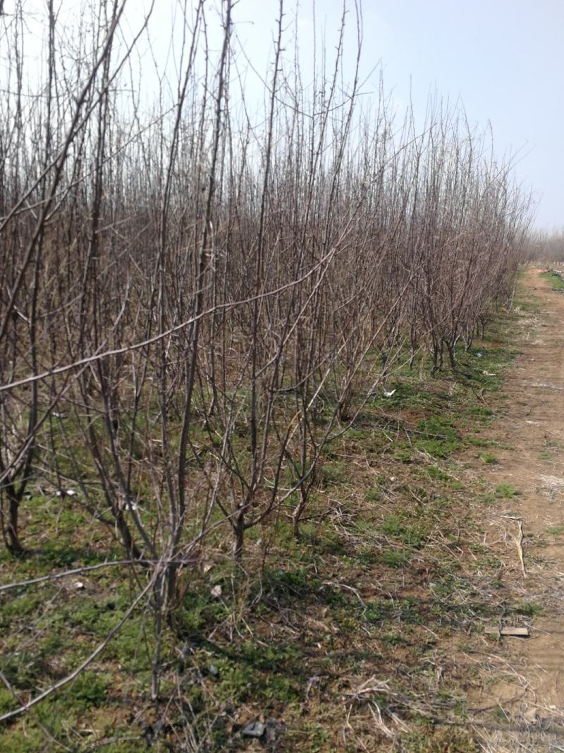 苹果树低价处理苗圃现挖现发各种规格需要老板及时联系