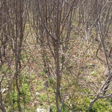 苹果树低价处理苗圃现挖现发各种规格需要老板及时联系