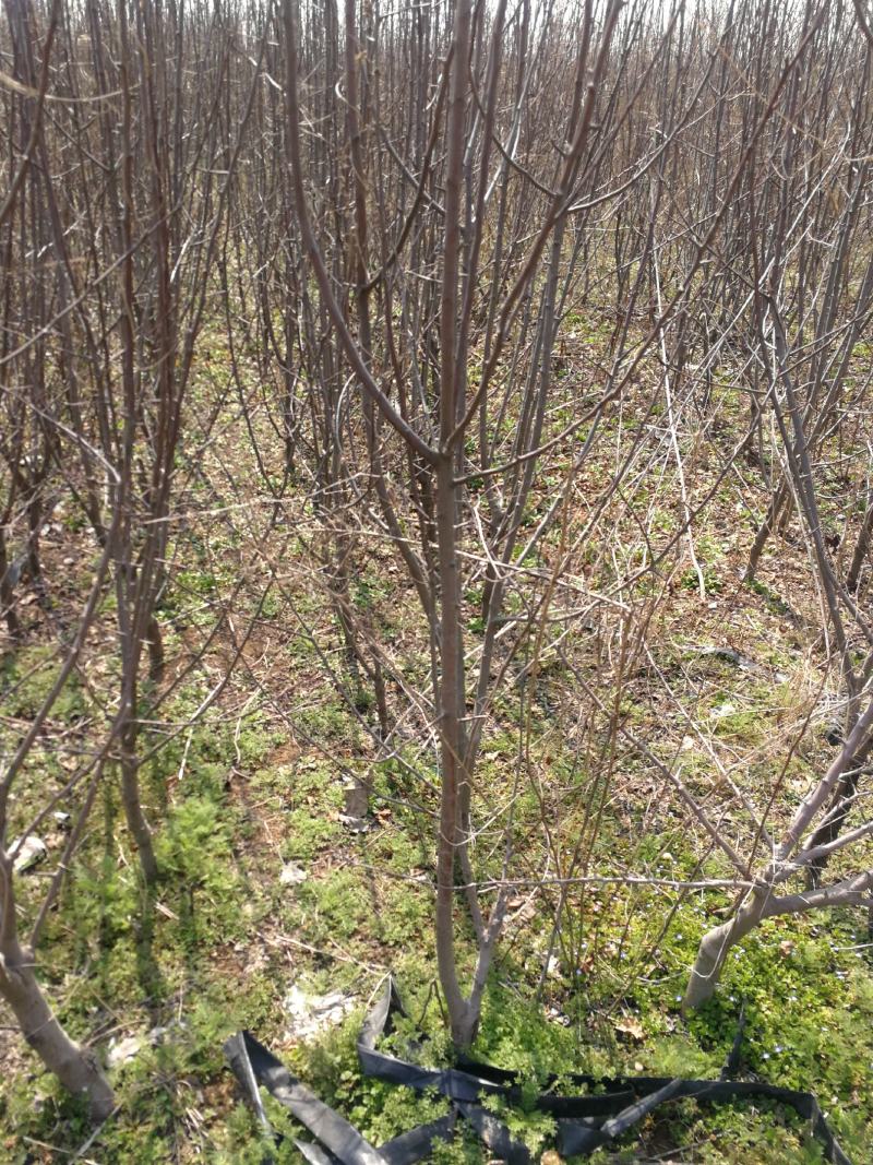 苹果树低价处理苗圃现挖现发各种规格需要老板及时联系