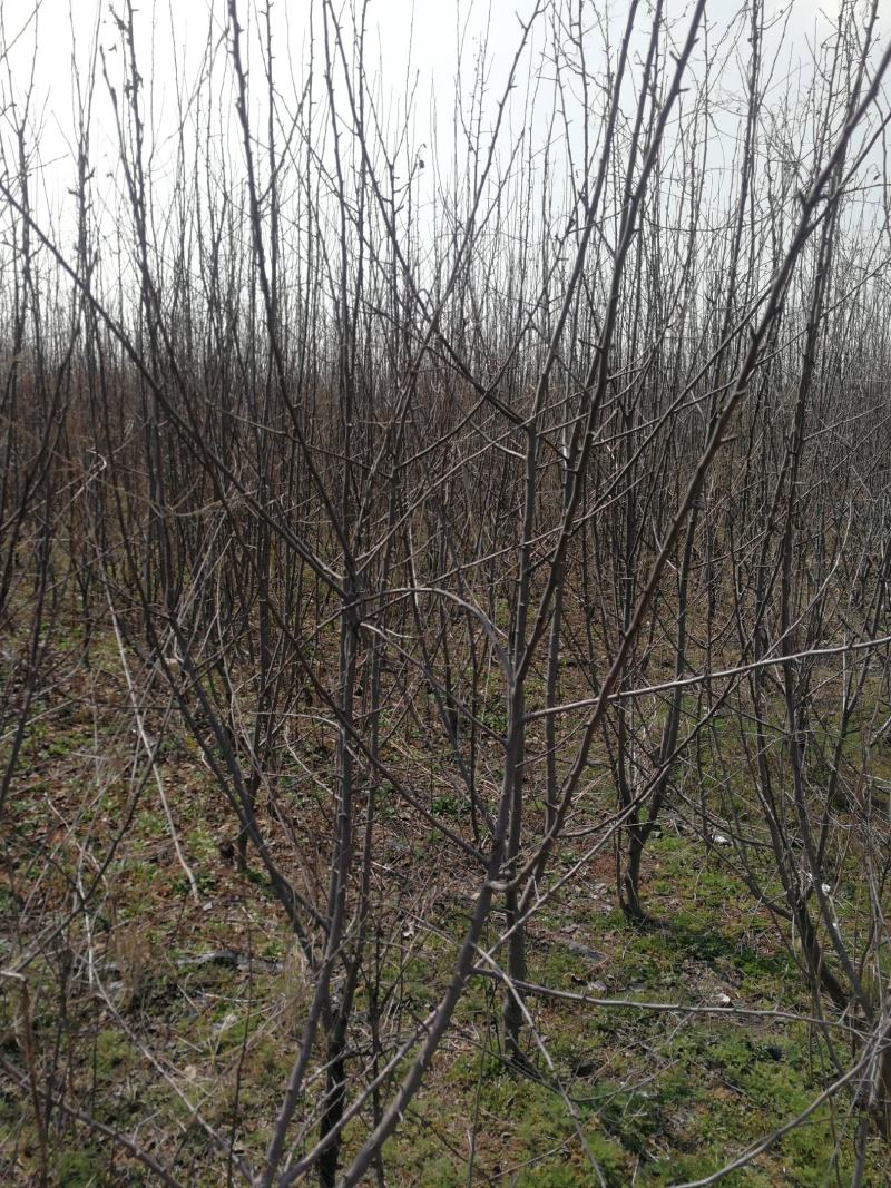 苹果树低价处理苗圃现挖现发各种规格需要老板及时联系