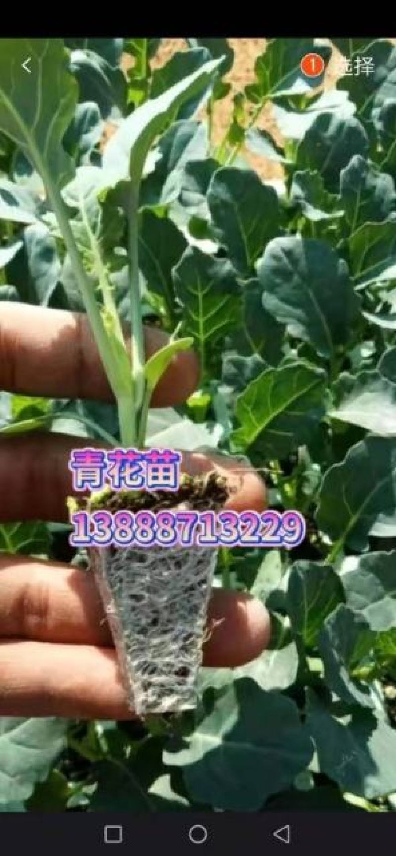 西兰花苗（抗寒抗温花形非常绿）