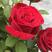 卡罗拉红玫瑰花苗花卉观花绿植物阳台盆栽大花浓香月季