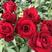 卡罗拉红玫瑰花苗花卉观花绿植物阳台盆栽大花浓香月季