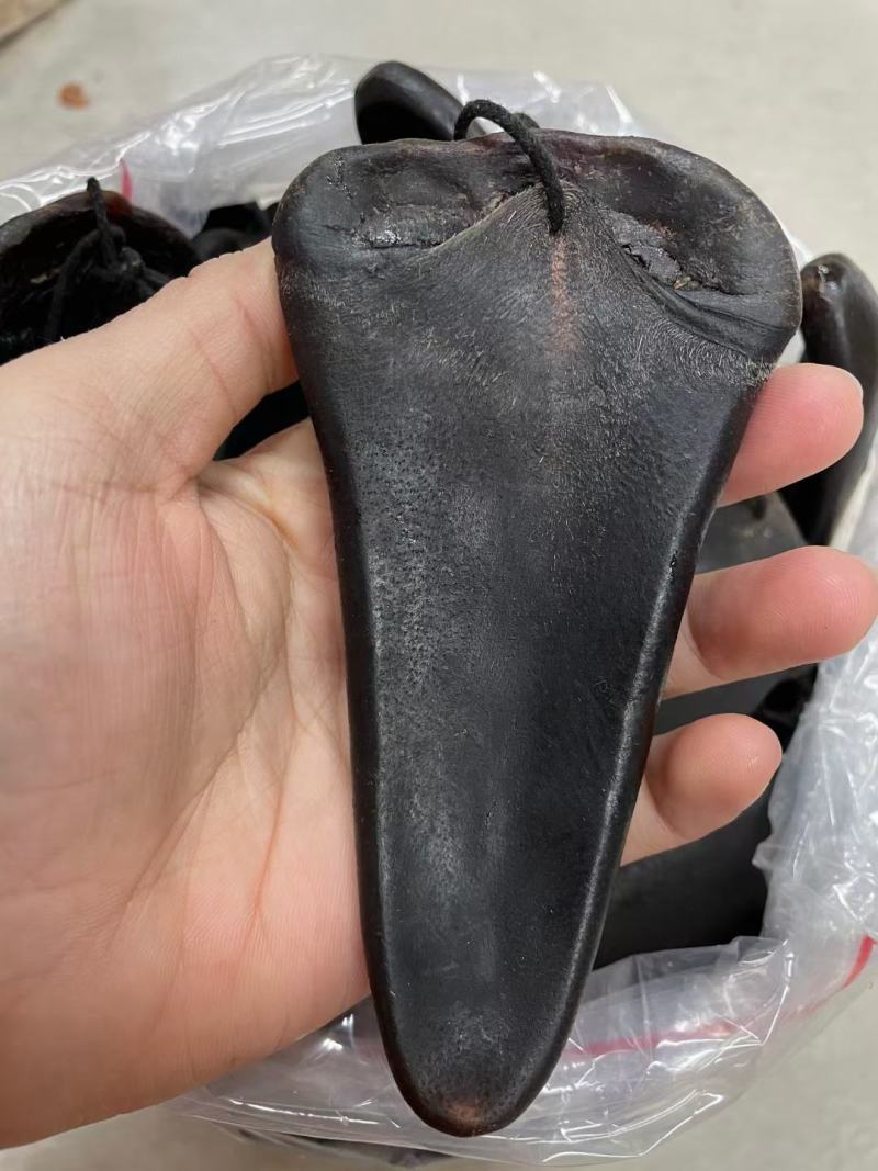 50g一个规格鹿尾巴,一斤4300元