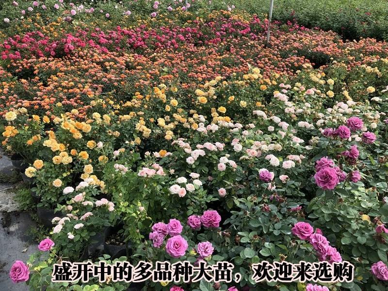 卡罗拉红玫瑰花苗花卉观花绿植物阳台盆栽大花浓香月季