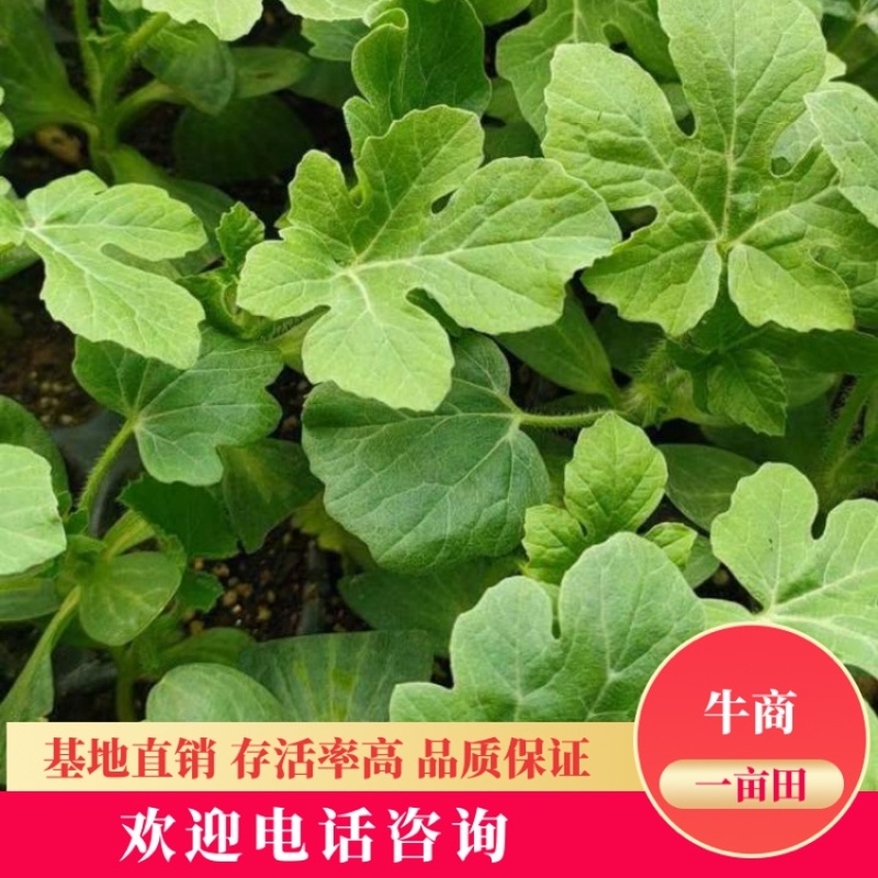 【推荐】精选微萌美都、嫁接西瓜苗，优质壮苗，苗场发货