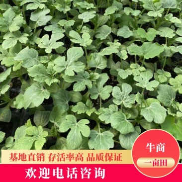 【推荐】8424，美都，嫁接西瓜苗，质量保正，量大从优！