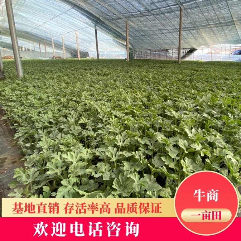 【精选】早佳8424、美都嫁接西瓜苗，包品质包质量