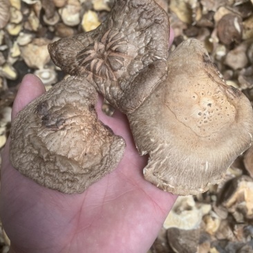 【良心推荐】香菇大片,产地直销,餐饮企业优选产品