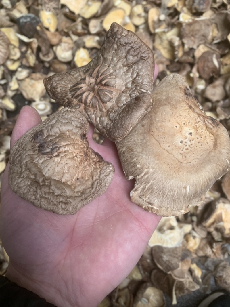 【良心推荐】香菇大片，产地直销，餐饮企业优选产品
