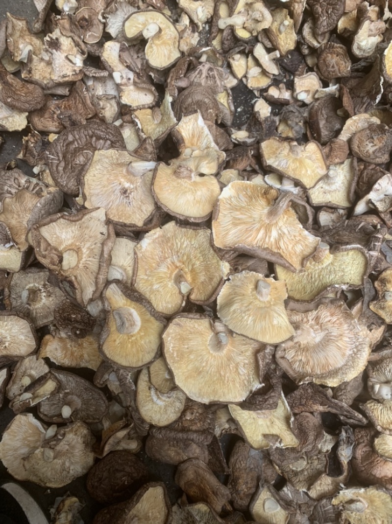 【良心推荐】香菇大片，产地直销，餐饮企业优选产品