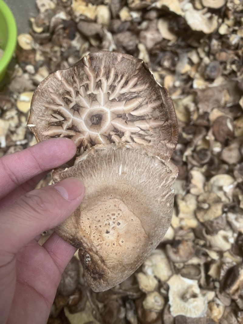 【良心推荐】香菇大片，产地直销，餐饮企业优选产品