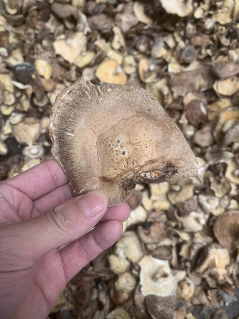 【良心推荐】香菇大片，产地直销，餐饮企业优选产品