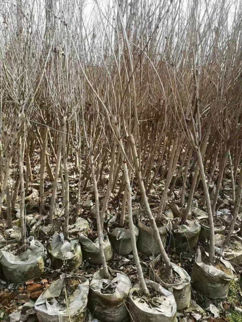 【荐】紫荆独杆巨紫荆丛生紫荆基地大量供应精品庭院点缀紫荆
