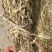 瓜子金草干品辰砂草二月花惊风草中草药草类瓜子金批发零售