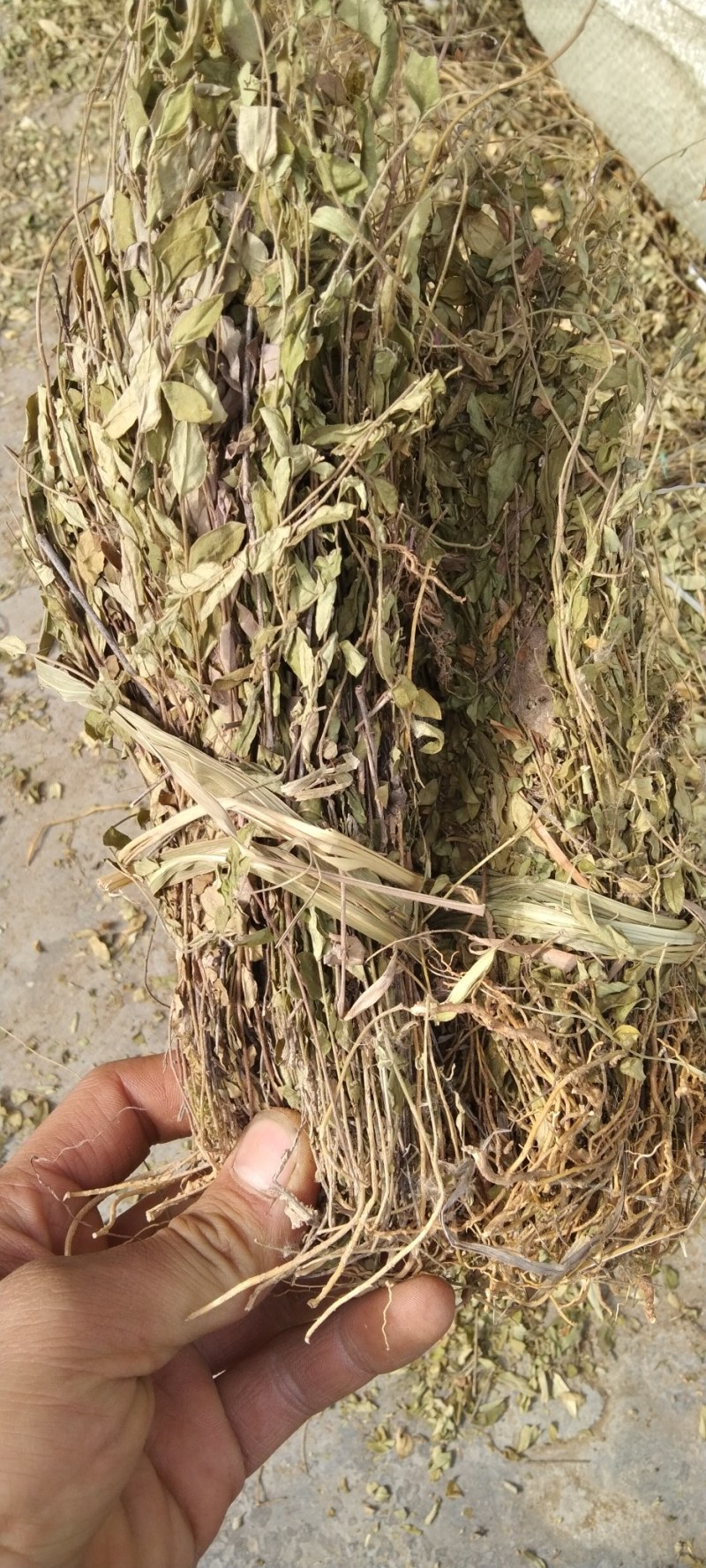 瓜子金草干品辰砂草二月花惊风草中草药草类瓜子金批发零售