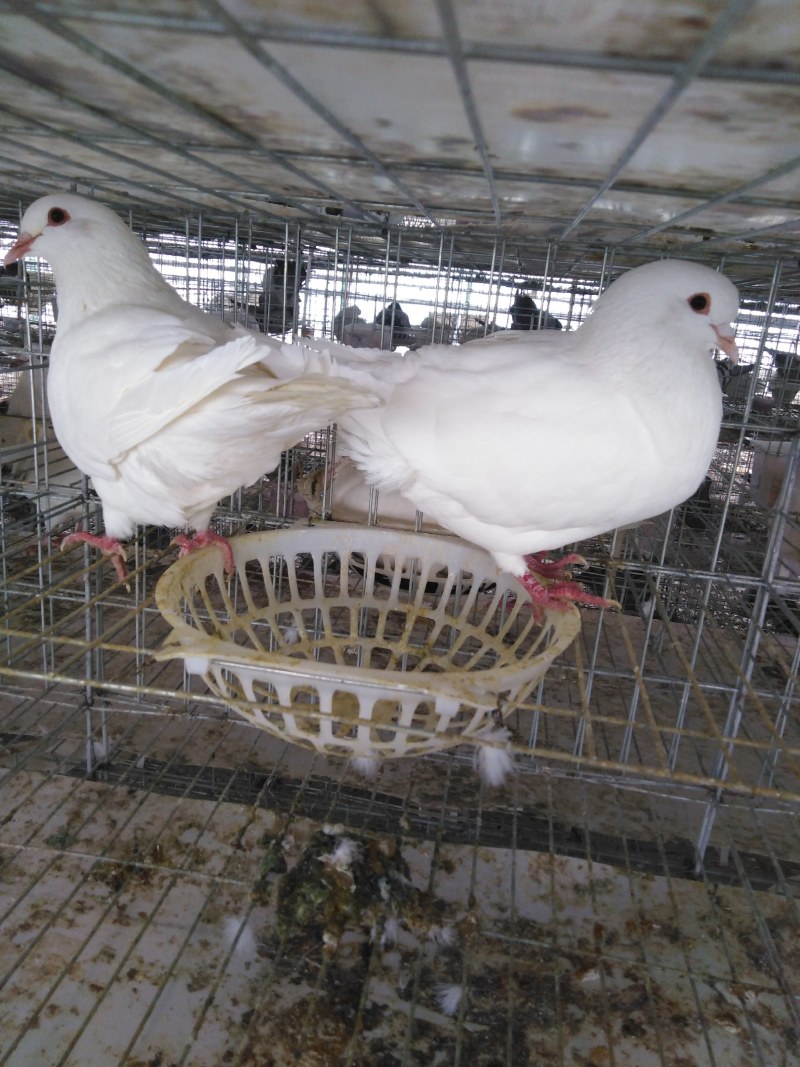 米玛斯双肌种鸽，产蛋高