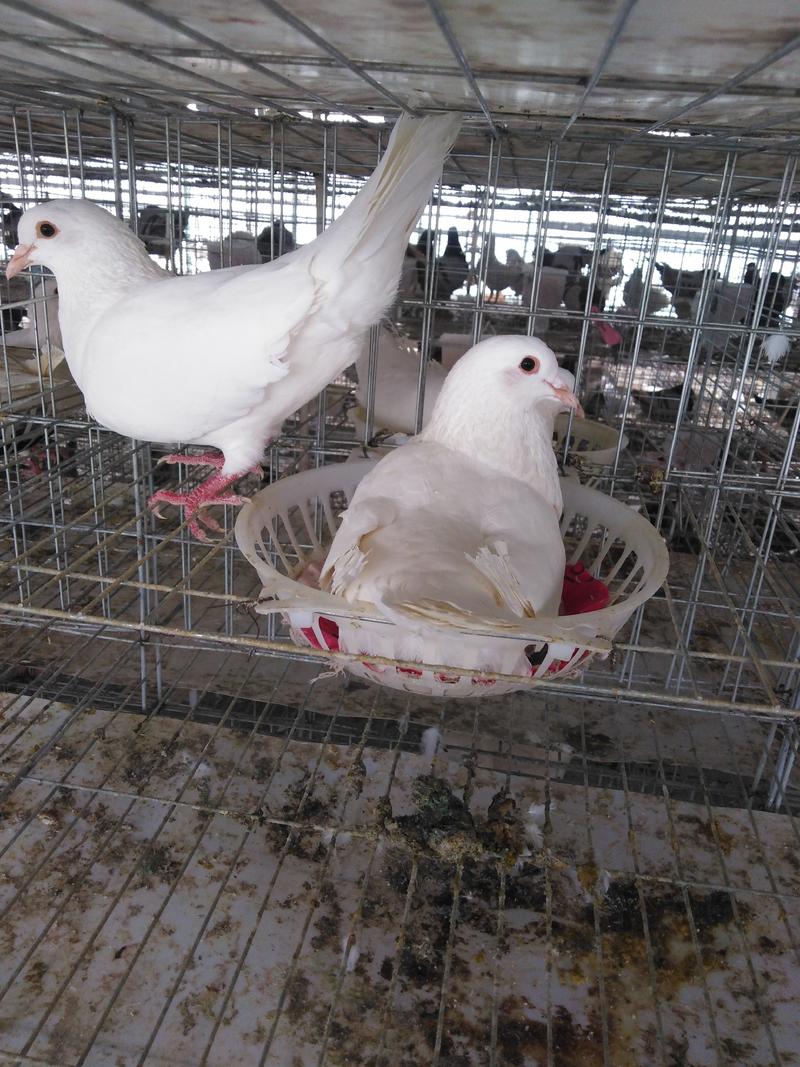 米玛斯双肌种鸽，产蛋高