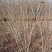 【荐】紫荆独杆巨紫荆丛生紫荆基地大量供应精品庭院点缀紫荆
