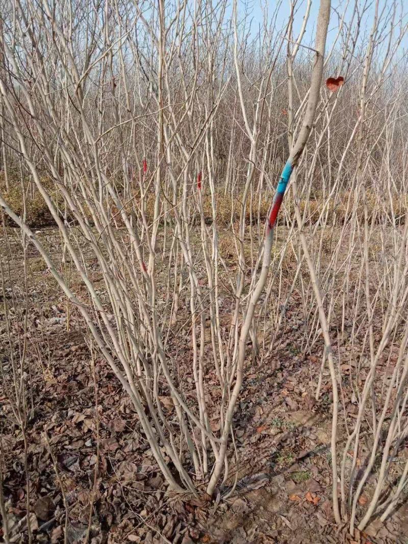 【荐】紫荆独杆巨紫荆丛生紫荆基地大量供应精品庭院点缀紫荆