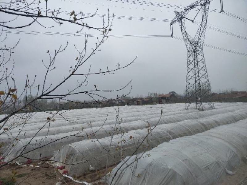 开封市尉氏县惠禾润原种脱毒红薯苗繁育基地。商薯19红薯苗