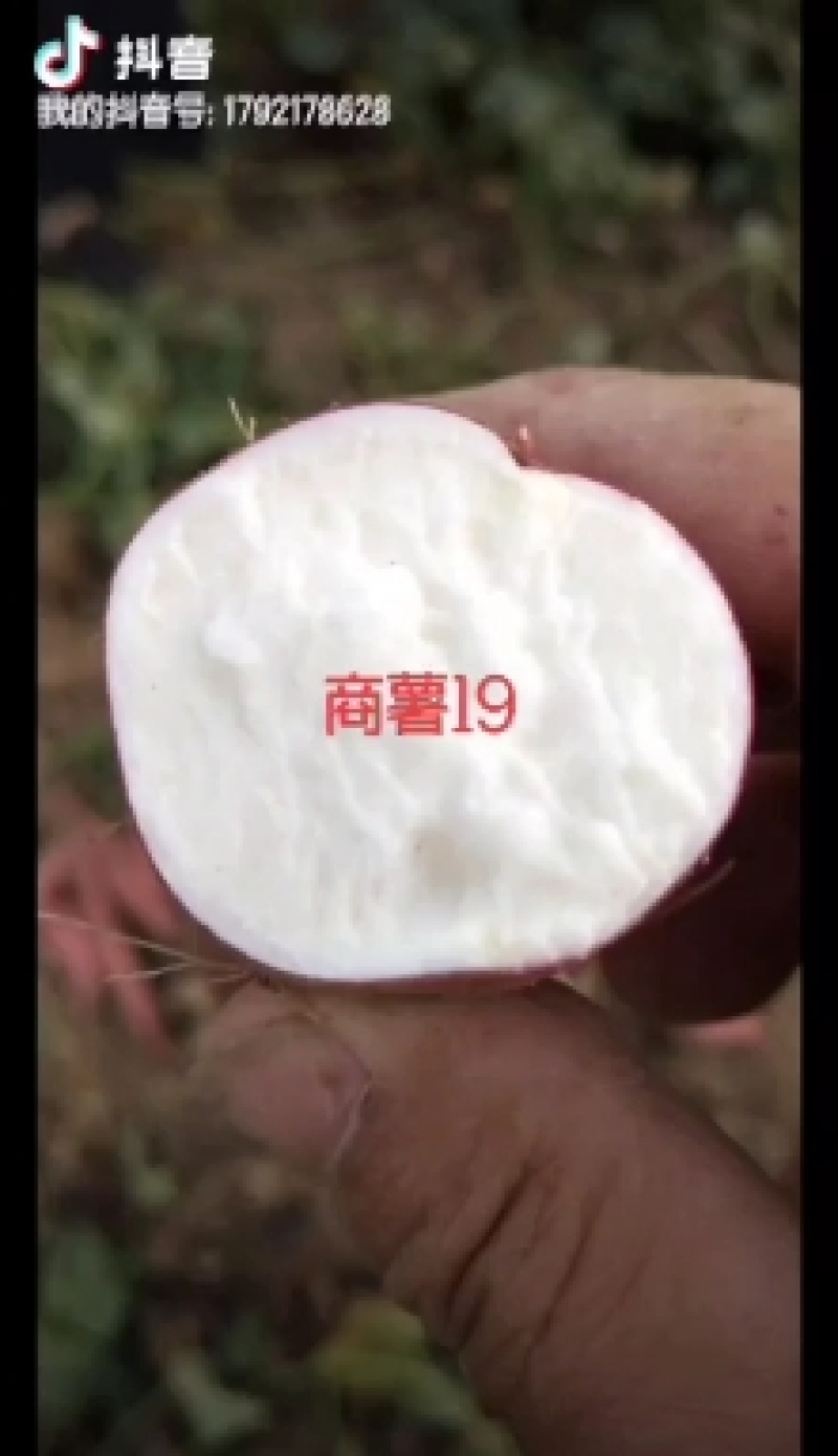 开封市尉氏县惠禾润原种脱毒红薯苗繁育基地。商薯19红薯苗