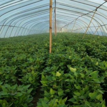 开封市尉氏县惠禾润原种脱毒红薯苗繁育基地。商薯19红薯苗
