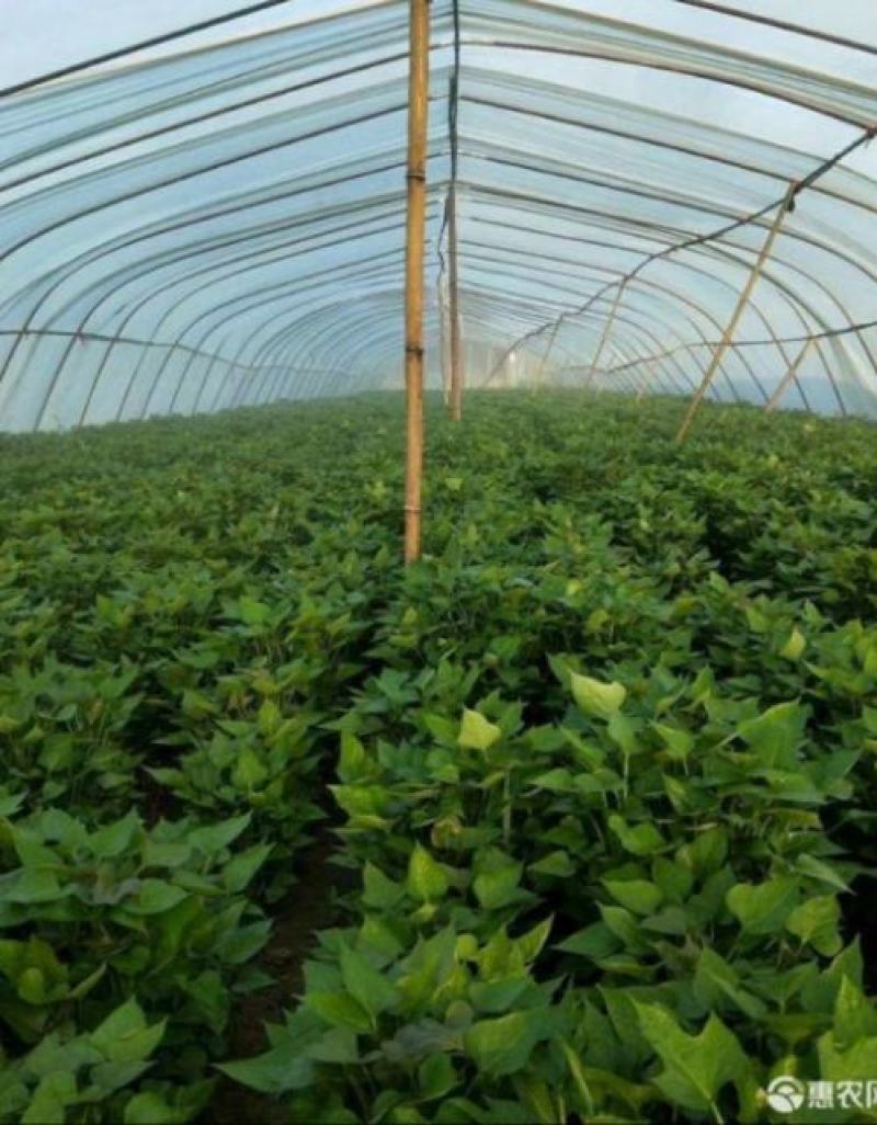 开封市尉氏县惠禾润原种脱毒红薯苗繁育基地。商薯19红薯苗
