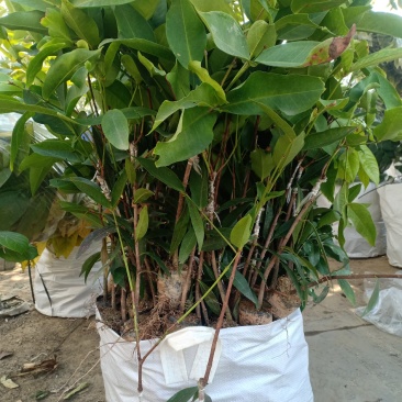 莲雾苗嫁接黑珍珠，黑金刚各样品种有中袋苗…小袋苗…