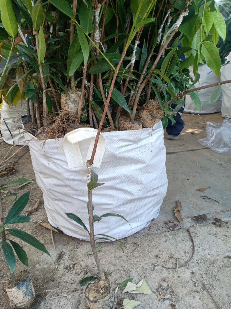 莲雾苗嫁接黑珍珠，黑金刚各样品种有中袋苗…小袋苗…