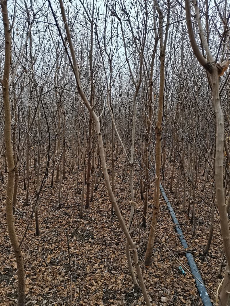 乌桕江苏产地彩色花卉造型乌桕丛生乌桕行到树点缀观赏树