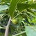 四季巧克力布丁黑柿水果苗新品种挂果树苗庭院种植阳台盆栽