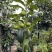 四季巧克力布丁黑柿水果苗新品种挂果树苗庭院种植阳台盆栽