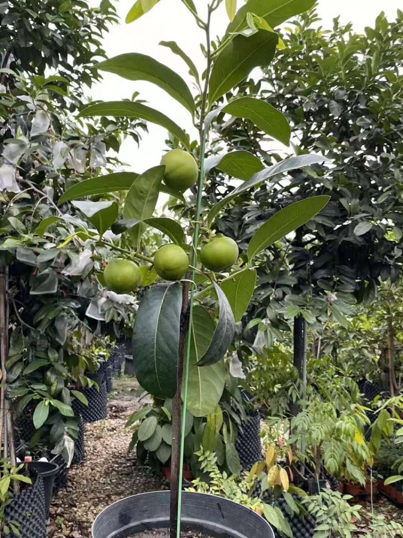 四季巧克力布丁黑柿水果苗新品种挂果树苗庭院种植阳台盆栽
