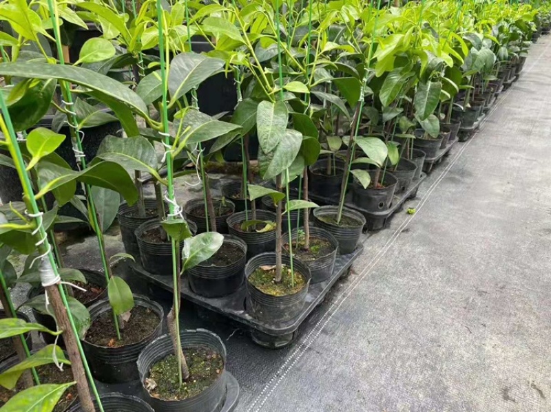 四季巧克力布丁黑柿水果苗新品种挂果树苗庭院种植阳台盆栽