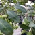 四季巧克力布丁黑柿水果苗新品种挂果树苗庭院种植阳台盆栽