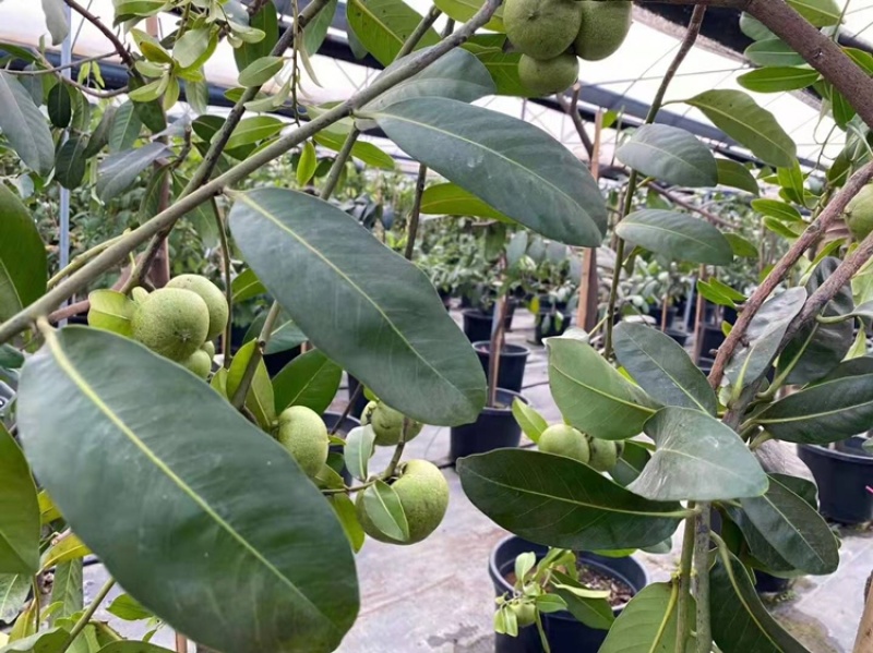 四季巧克力布丁黑柿水果苗新品种挂果树苗庭院种植阳台盆栽