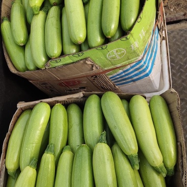 精品西葫芦产地直发大量上市