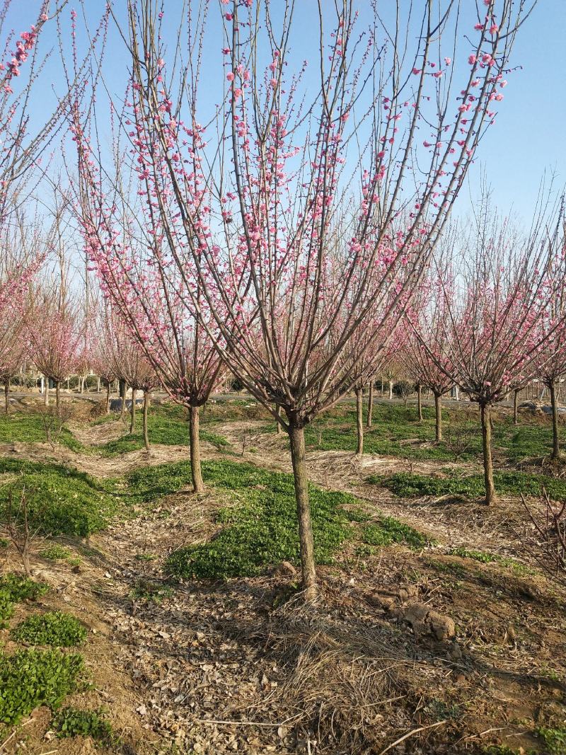 红梅适合庭院，别墅，社区公园等场所种植