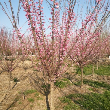红梅适合庭院，别墅，社区公园等场所种植