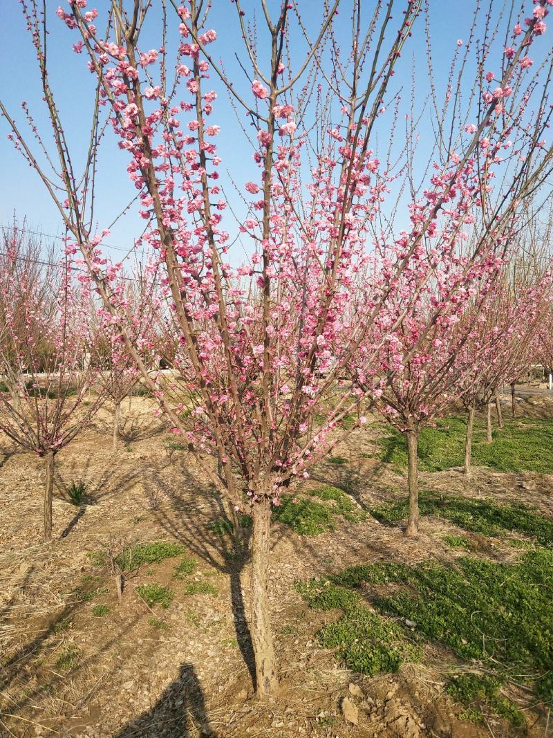红梅适合庭院，别墅，社区公园等场所种植