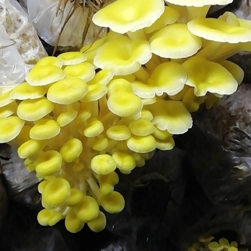 精品鸡油菌2021年新货榆黄干菇食用菌量大从优