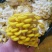 精品鸡油菌2021年新货榆黄干菇食用菌量大从优