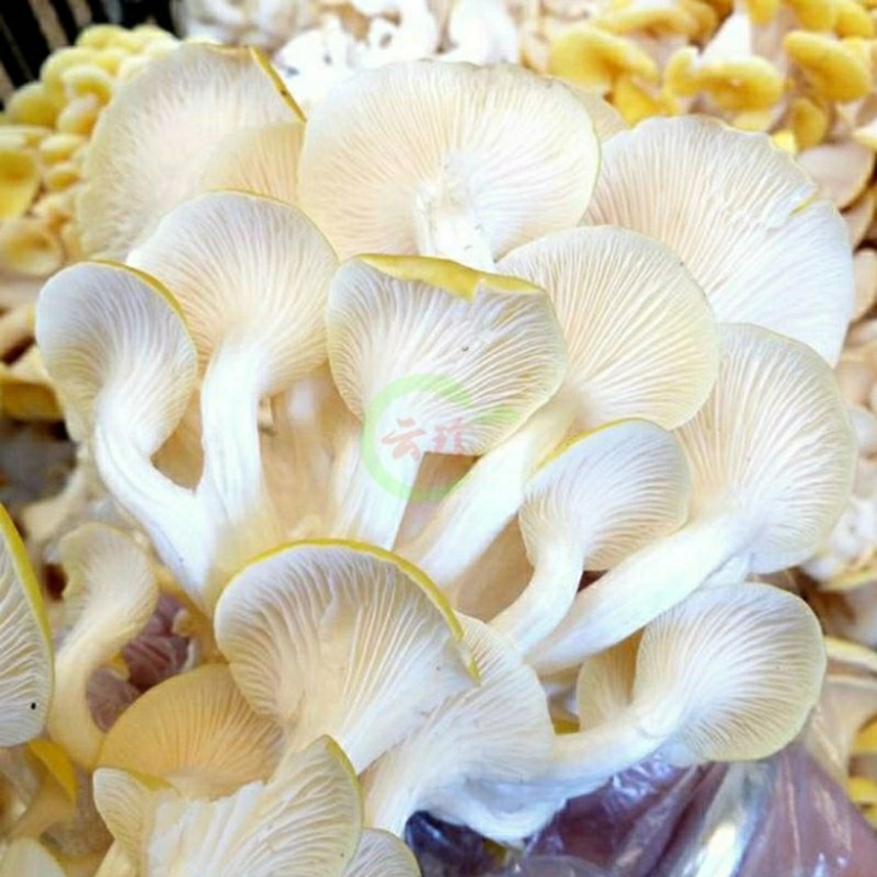 精品鸡油菌2021年新货榆黄干菇食用菌量大从优