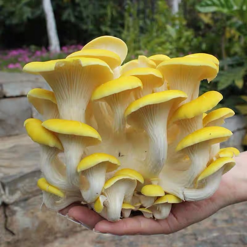 精品鸡油菌2021年新货榆黄干菇食用菌量大从优
