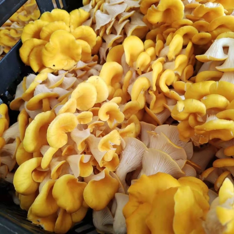 精品鸡油菌2021年新货榆黄干菇食用菌量大从优