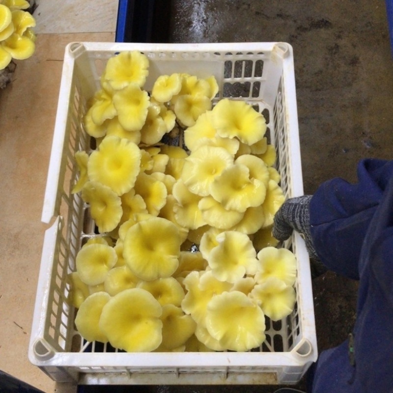 精品鸡油菌2021年新货榆黄干菇食用菌量大从优